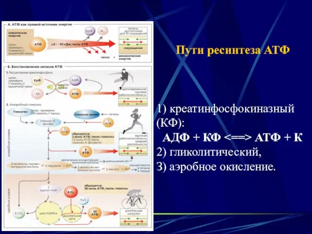 Пути ресинтеза АТФ 1) креатинфосфокиназный (КФ): АДФ + КФ АТФ +