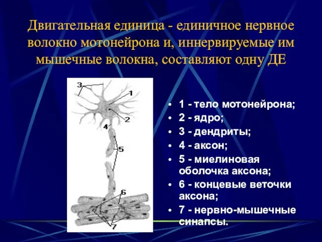 Двигательная единица - единичное нервное волокно мотонейрона и, иннервируемые им мышечные