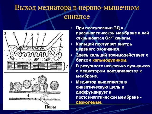 Выход медиатора в нервно-мышечном синапсе При поступлении ПД к пресинаптической мембране