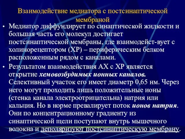 Взаимодействие медиатора с постсинаптической мембраной Медиатор диффундирует по синаптической жидкости и