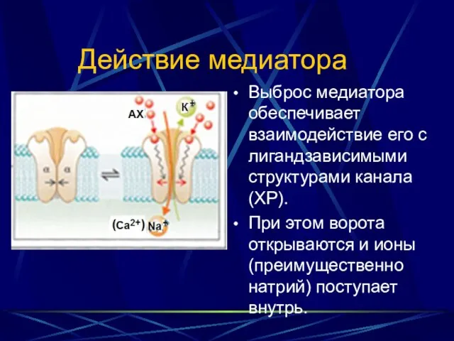 Действие медиатора Выброс медиатора обеспечивает взаимодействие его с лигандзависимыми структурами канала