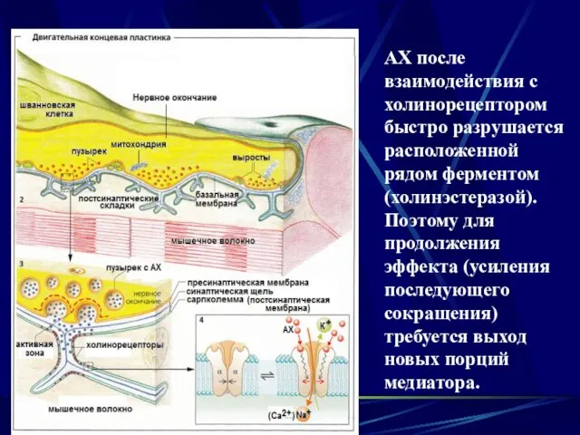 АХ после взаимодействия с холинорецептором быстро разрушается расположенной рядом ферментом (холинэстеразой).