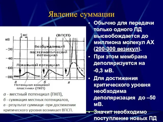 Явление суммации Обычно для передачи только одного ПД высвобождается до миллиона