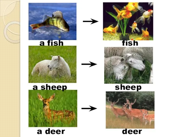 a fish deer sheep fish a deer a sheep
