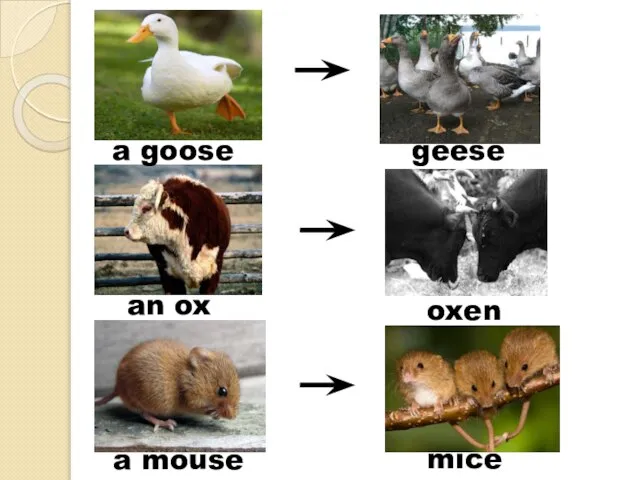 mice a mouse an ox geese a goose oxen