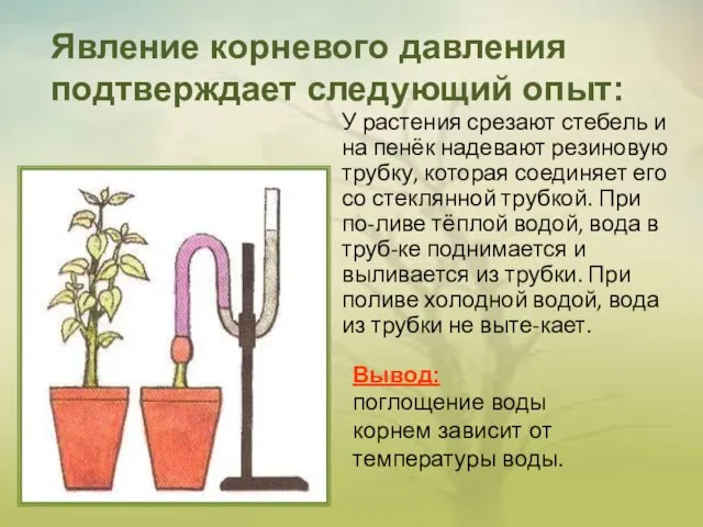 У растения срезают стебель и на пенёк надевают резиновую трубку, которая