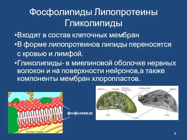 Фосфолипиды Липопротеины Гликолипиды Входят в состав клеточных мембран В форме липопротеинов