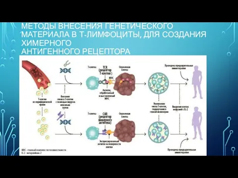 МЕТОДЫ ВНЕСЕНИЯ ГЕНЕТИЧЕСКОГО МАТЕРИАЛА В Т-ЛИМФОЦИТЫ, ДЛЯ СОЗДАНИЯ ХИМЕРНОГО АНТИГЕННОГО РЕЦЕПТОРА