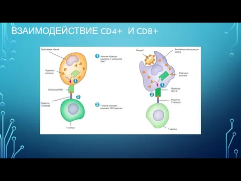 ВЗАИМОДЕЙСТВИЕ CD4+ И CD8+