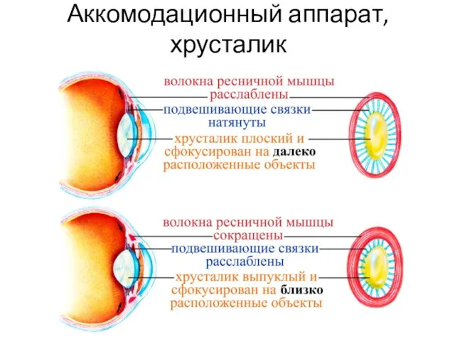 Аккомодационный аппарат, хрусталик