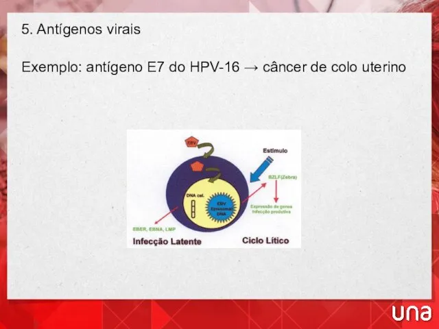 5. Antígenos virais Exemplo: antígeno E7 do HPV-16 → câncer de colo uterino