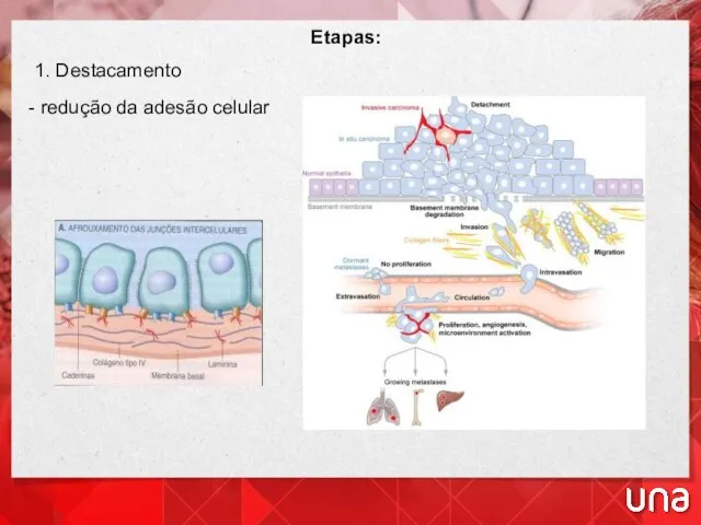 Etapas: 1. Destacamento - redução da adesão celular