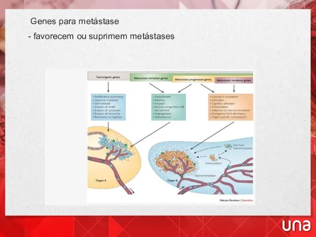 Genes para metástase - favorecem ou suprimem metástases