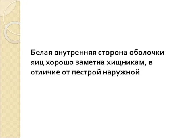 Белая внутренняя сторона оболочки яиц хорошо заметна хищникам, в отличие от пестрой наружной