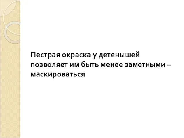 Пестрая окраска у детенышей позволяет им быть менее заметными – маскироваться