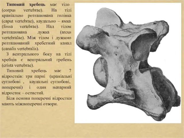 Типовий хребець має тіло (corpus vertebrae). На тілі краніально розташована голівка