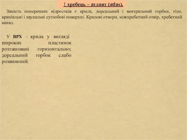 1 хребець – атлант (atlas). Замість поперечних відростків є крила, дорсальний