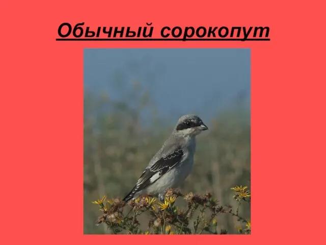 Обычный сорокопут