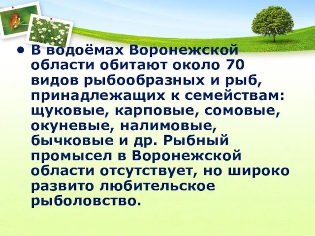 В водоёмах Воронежской области обитают около 70 видов рыбообразных и рыб,