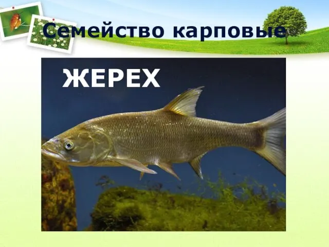 Семейство карповые Карп ЖЕРЕХ