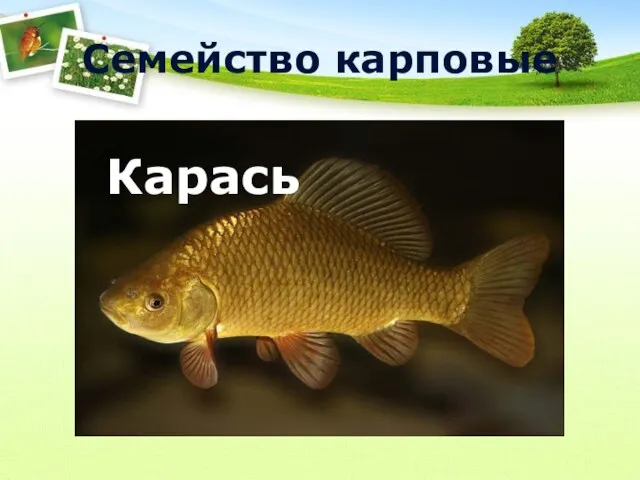 Семейство карповые Карп Карась