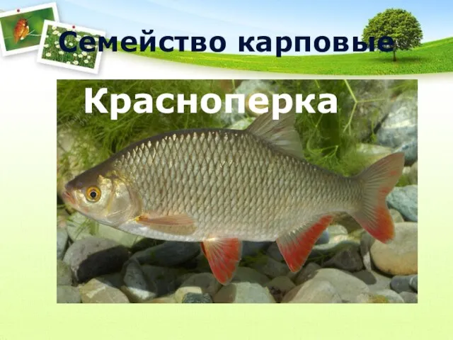 Семейство карповые Карп Красноперка