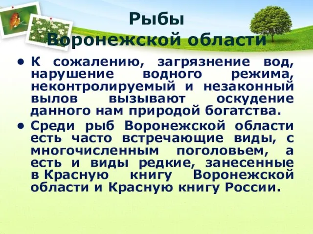 Рыбы Воронежской области К сожалению, загрязнение вод, нарушение водного режима, неконтролируемый