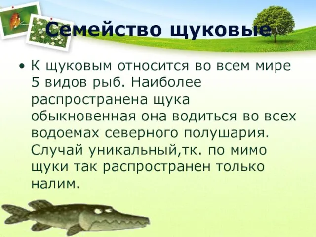 Семейство щуковые К щуковым относится во всем мире 5 видов рыб.