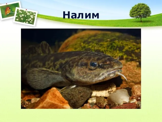 Налим