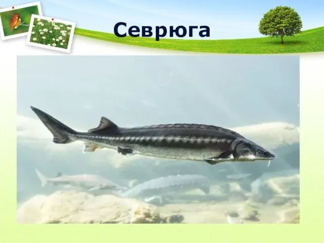 Севрюга