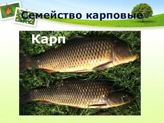 Семейство карповые Карп