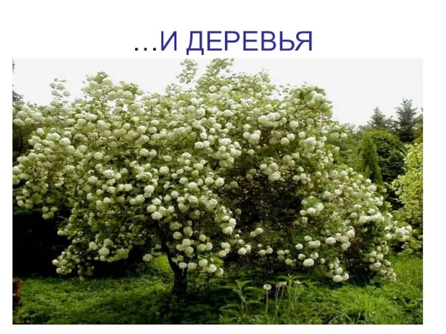 …И ДЕРЕВЬЯ