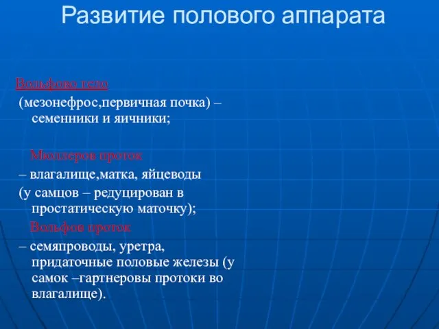 Развитие полового аппарата Вольфово тело (мезонефрос,первичная почка) – семенники и яичники;