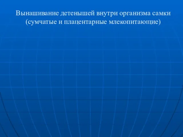 Вынашивание детенышей внутри организма самки (сумчатые и плацентарные млекопитающие)