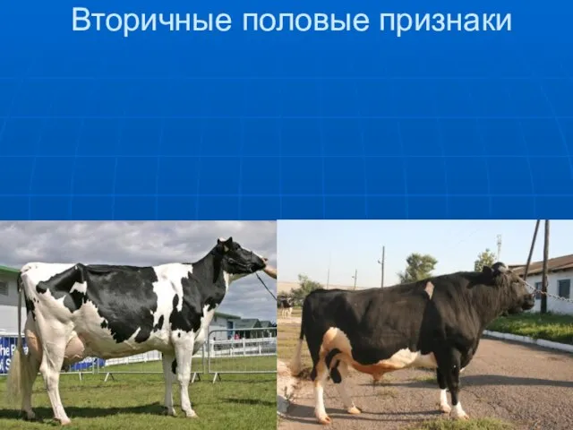 Вторичные половые признаки