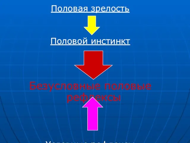 Половая зрелость Половой инстинкт Безусловные половые рефлексы Условные рефлексы