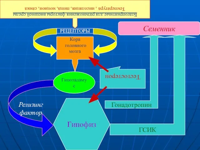 Гипоталамус Гипофиз Семенник РЕЦЕПТОРЫ Благоприятные для размножения факторы внешней среды Температура