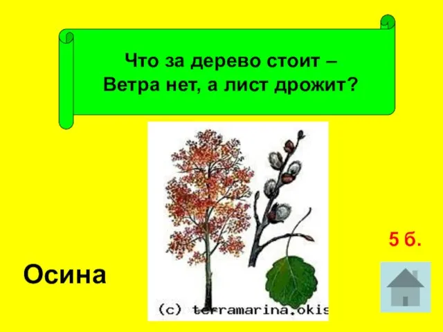 Что за дерево стоит – Ветра нет, а лист дрожит? Осина 5 б.