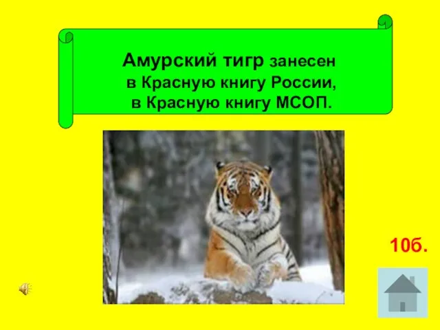 Амурский тигр занесен в Красную книгу России, в Красную книгу МСОП. 10б.