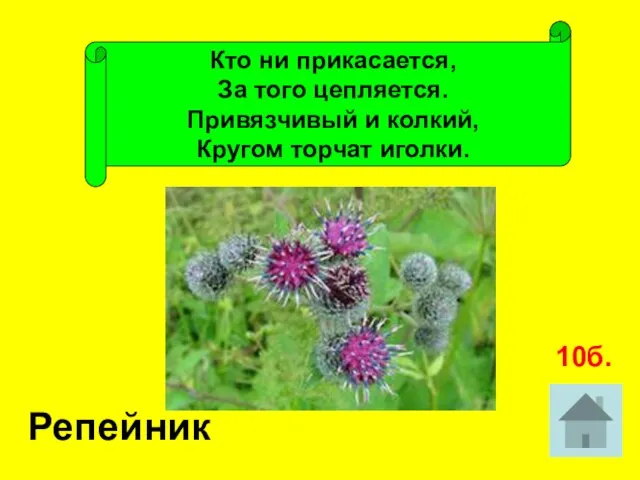 Кто ни прикасается, За того цепляется. Привязчивый и колкий, Кругом торчат иголки. Репейник 10б.