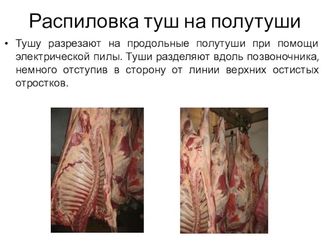 Распиловка туш на полутуши Тушу разрезают на продольные полутуши при помощи