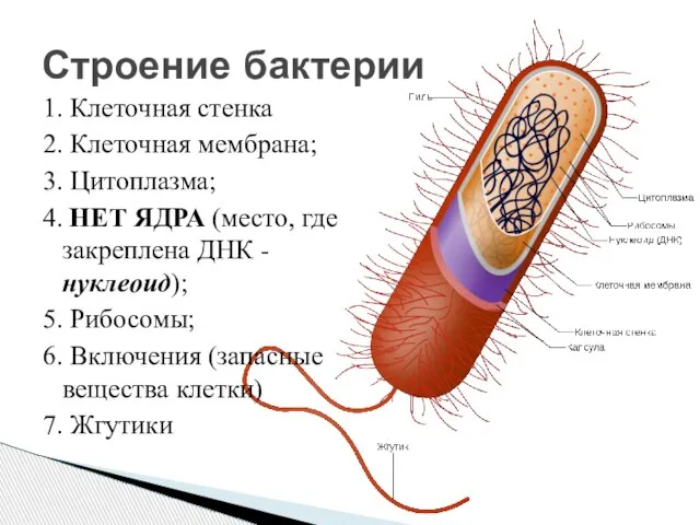 1. Клеточная стенка 2. Клеточная мембрана; 3. Цитоплазма; 4. НЕТ ЯДРА