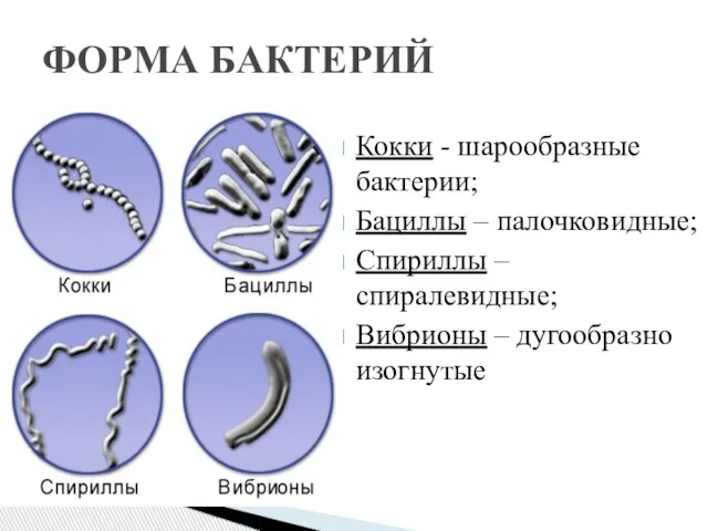 Кокки - шарообразные бактерии; Бациллы – палочковидные; Спириллы – спиралевидные; Вибрионы – дугообразно изогнутые ФОРМА БАКТЕРИЙ