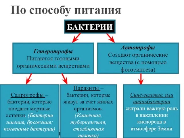 По способу питания БАКТЕРИИ Гетеротрофы Питаются готовыми органическими веществами Автотрофы Создают