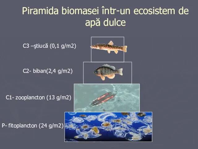 Piramida biomasei într-un ecosistem de apă dulce C3 –ştiucă (0,1 g/m2)
