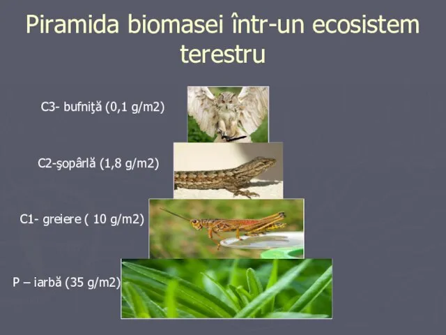 Piramida biomasei într-un ecosistem terestru C3- bufniţă (0,1 g/m2) C2-şopârlă (1,8