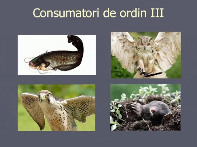 Consumatori de ordin III