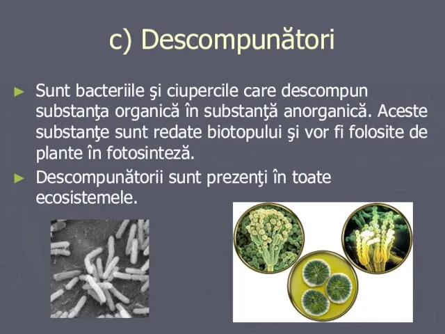 c) Descompunători Sunt bacteriile şi ciupercile care descompun substanţa organică în