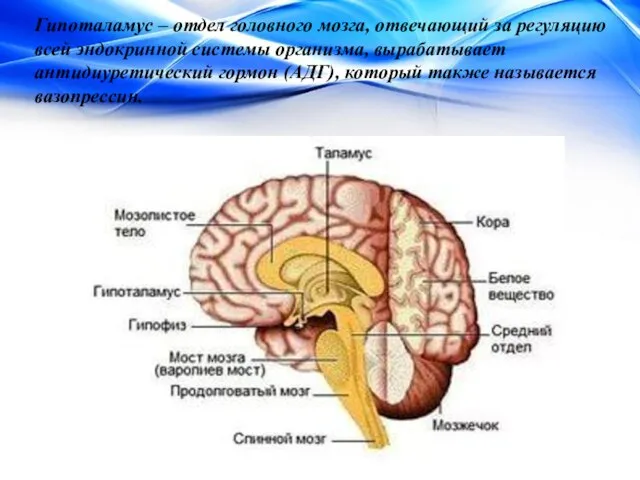 Гипоталамус – отдел головного мозга, отвечающий за регуляцию всей эндокринной системы