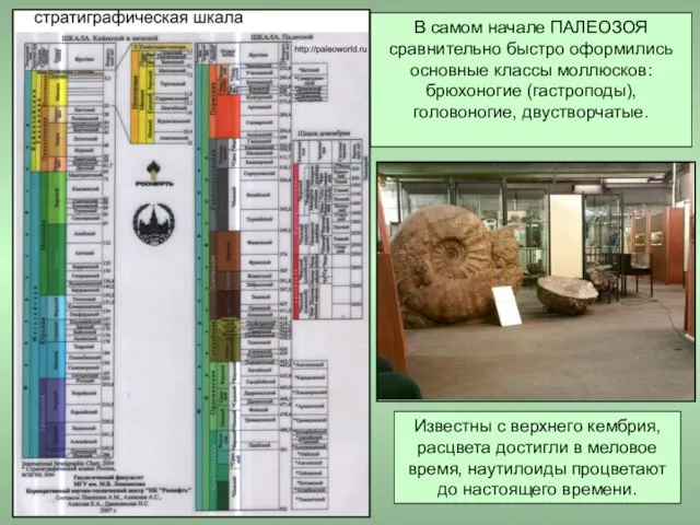 Известны с верхнего кембрия, расцвета достигли в меловое время, наутилоиды процветают